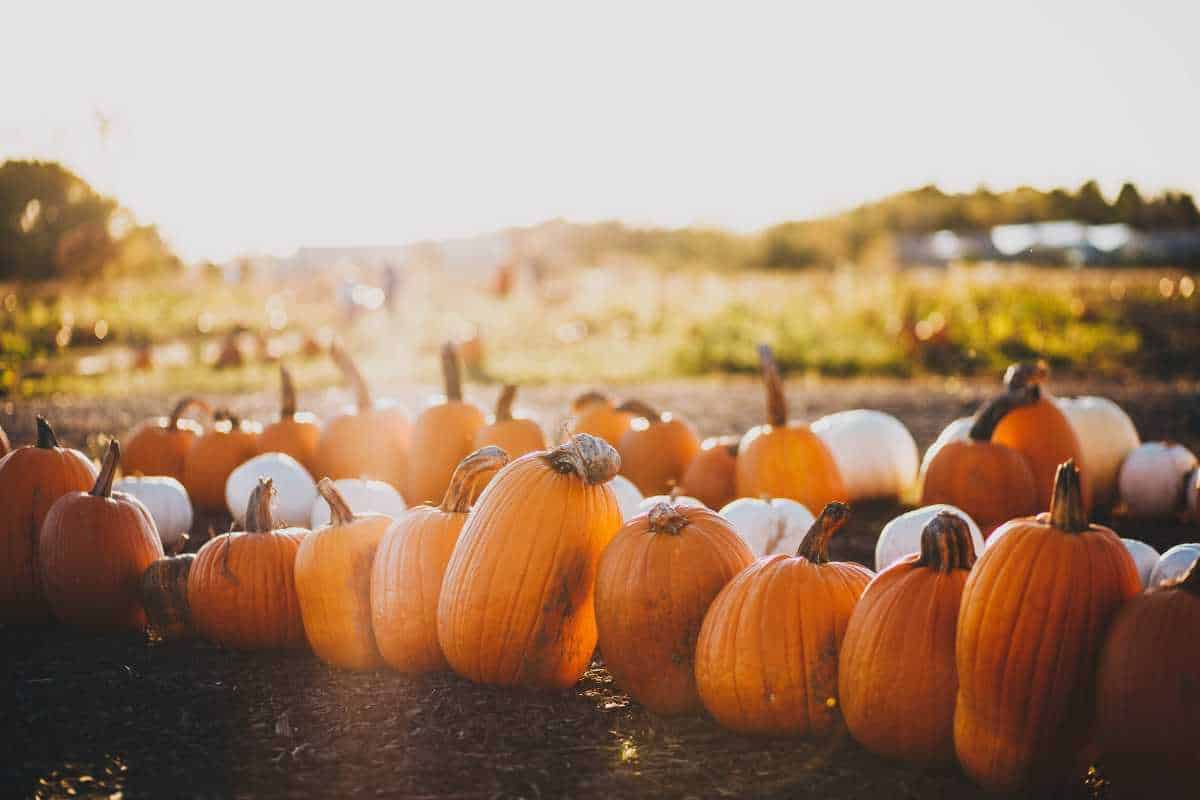 Shawn Pumpkin Patch