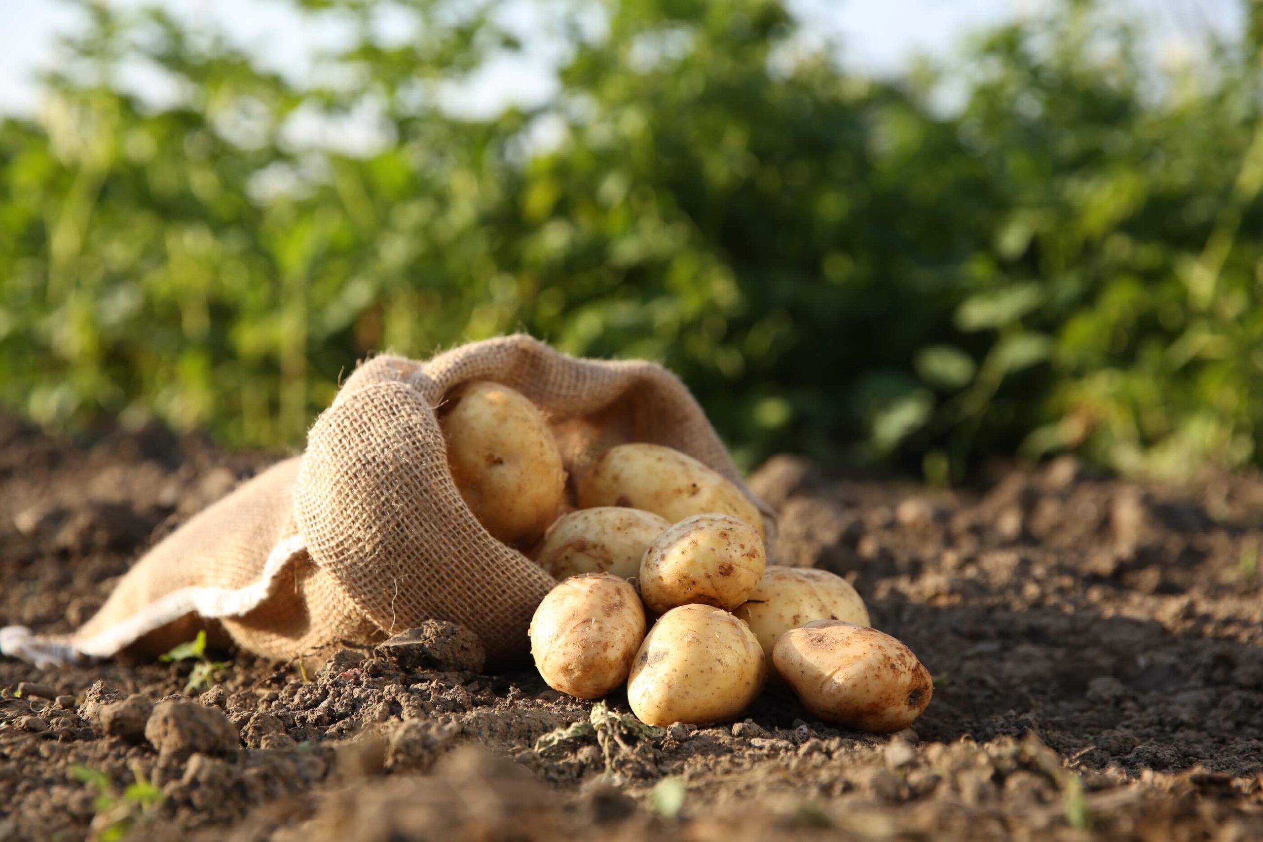 Fresh Produce